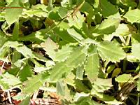 Arabis alpina subsp Alpina (fam Brassicacees) (Montagne Europe, Arctique) (4) (Photo F. Mrugala)